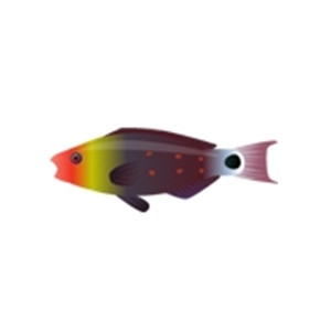 Bullethead Parrotfish